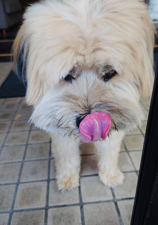 かくと徳島屋_看板犬