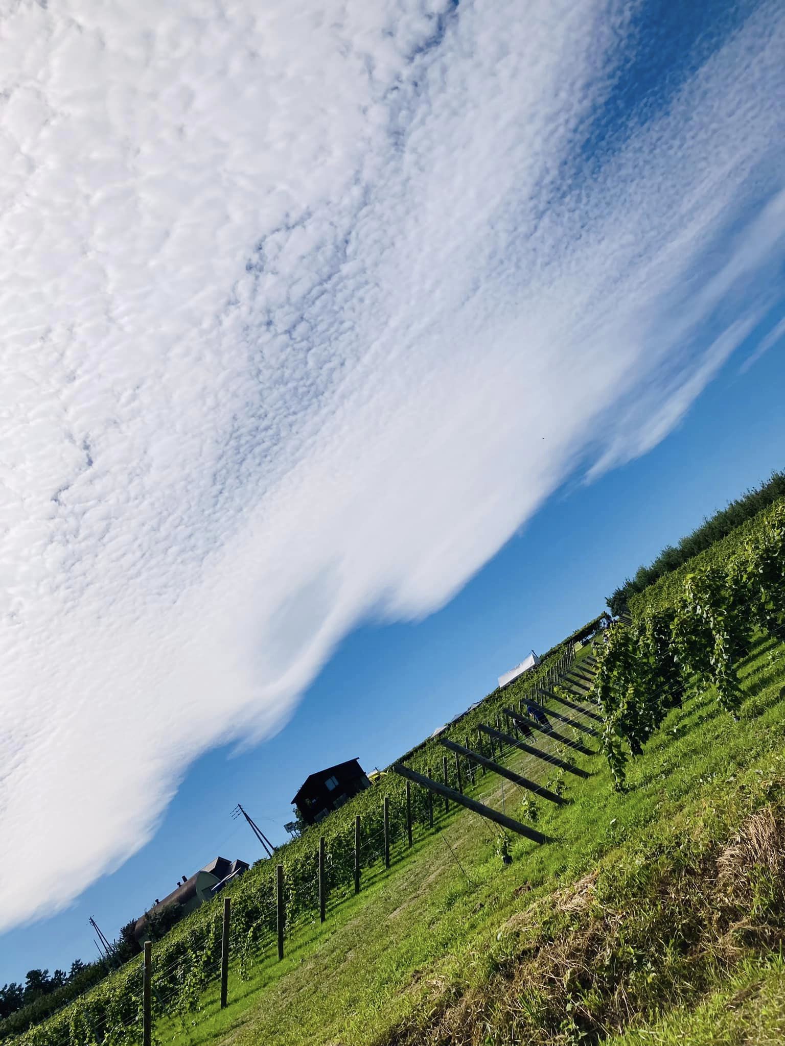 La Fête des Vignerons à YOICHI2024