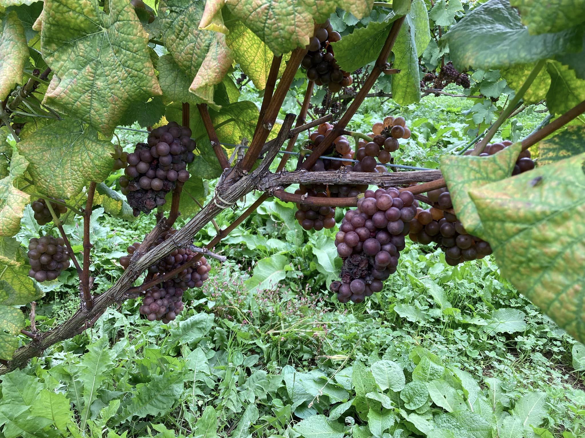 えべおつWein収穫